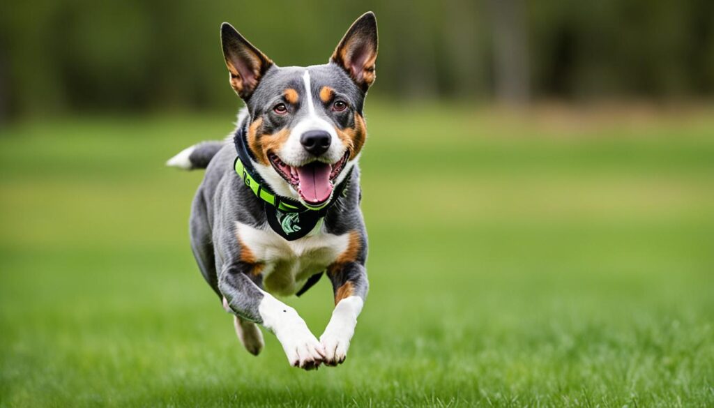 Australian Cattle Dog Pitbull Mix exercise requirements