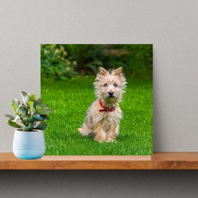 _Cairn Terrier Photo