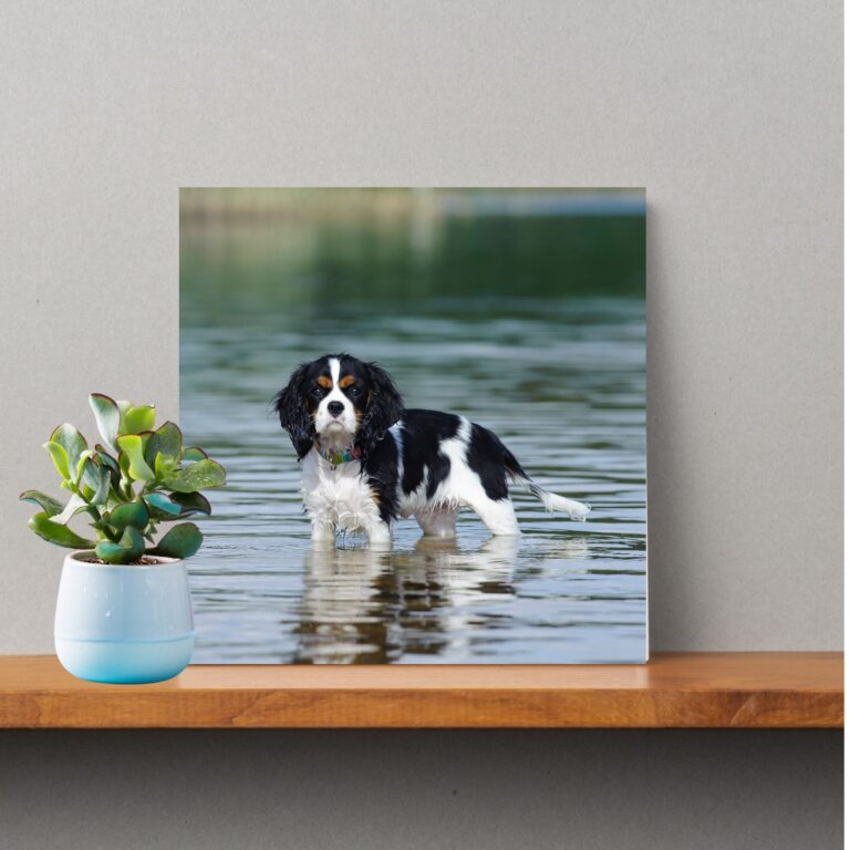 Cavalier King Charles Spaniel Photo