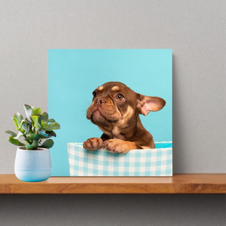 Chocolate French Bulldog Photo