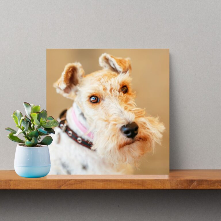 Fox Terrier Photo