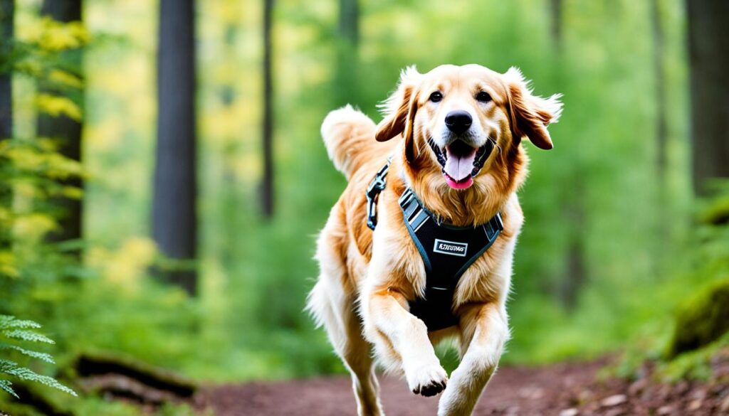 Golden Retriever exercising for optimal weight