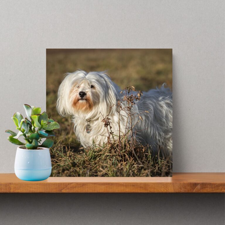 Havanese Photo