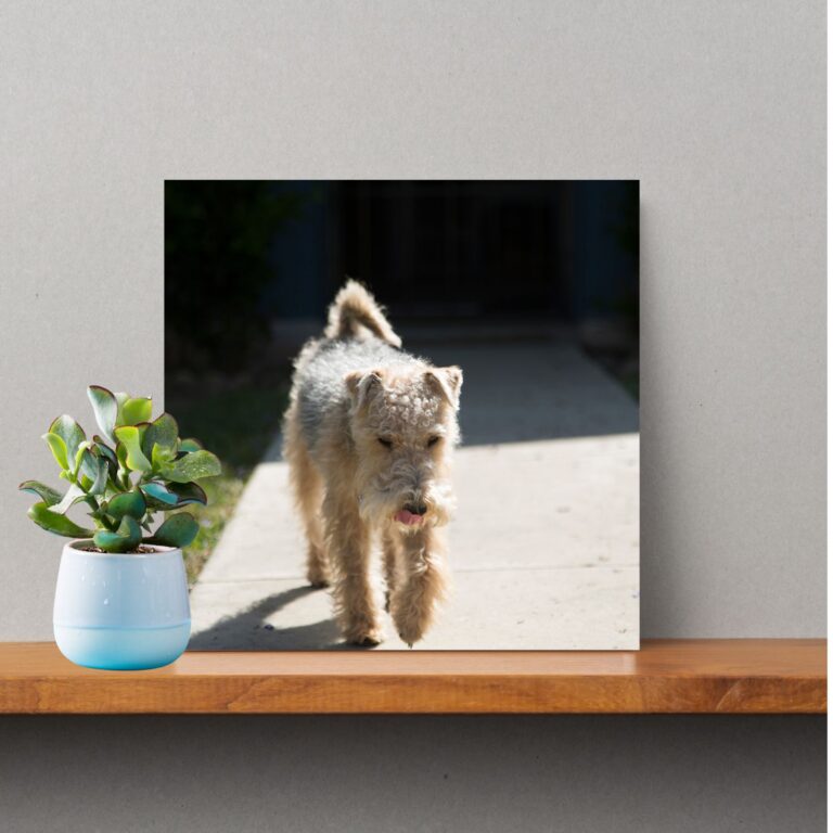 Lakeland Terrier Photo