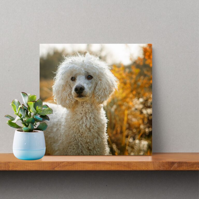 Moyen Poodle Photo