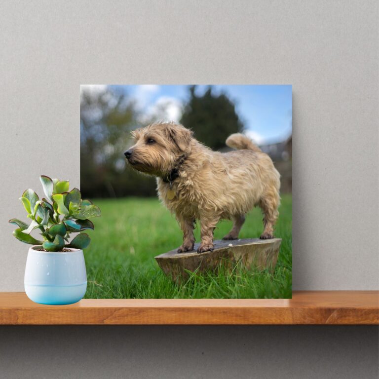 Norfolk Terrier photo