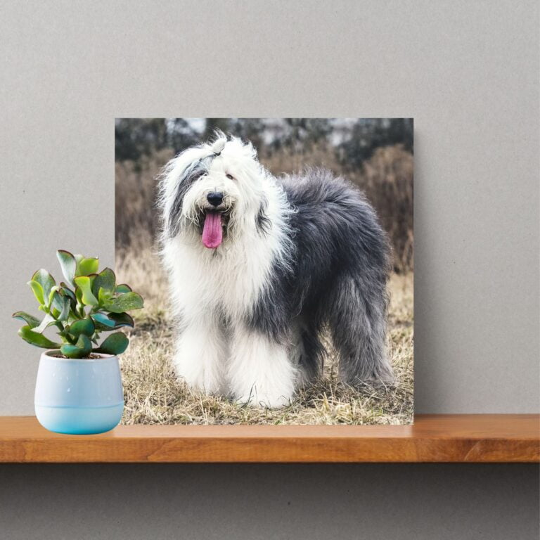 Old English Sheepdog Photo