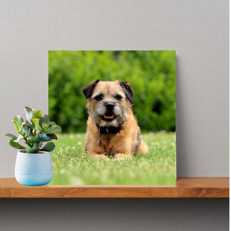 Our Border Terrier Photo