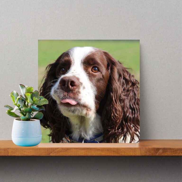 English Springer Spaniel Photo
