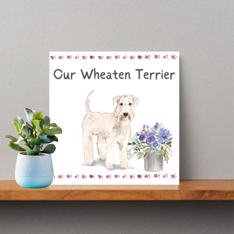 Our Wheaten Terrier