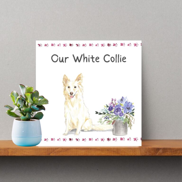 Our White Collie