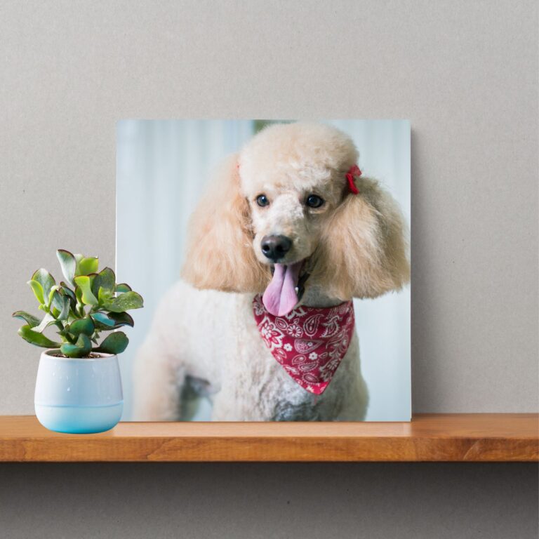 Poodle Photo