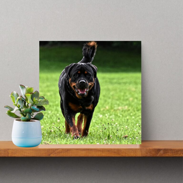 Rottweiler Photo