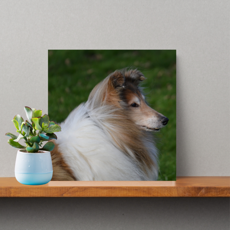 Rough Collie Photo