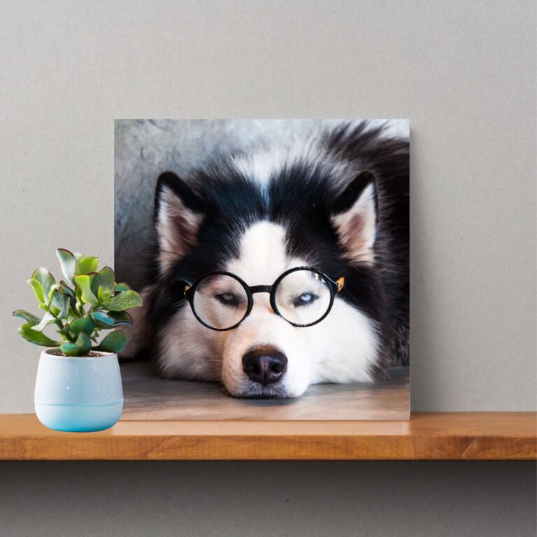 Siberian Husky Photo