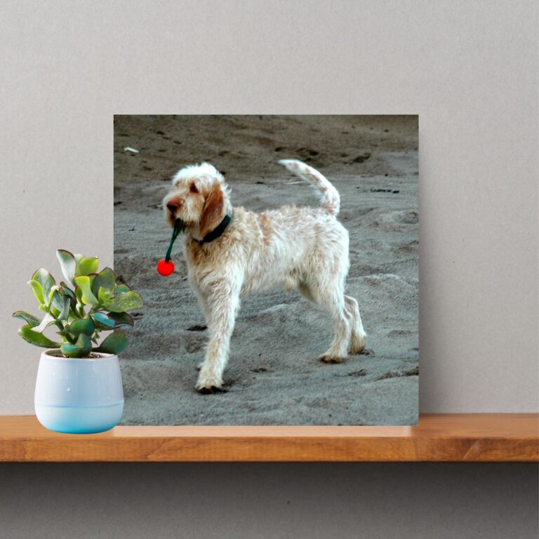 Spinone Italiano Photo