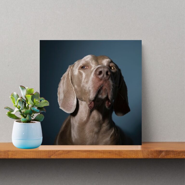 Weimaraner Photo