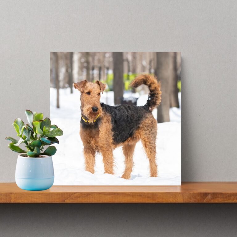 Welsh Terrier Photo