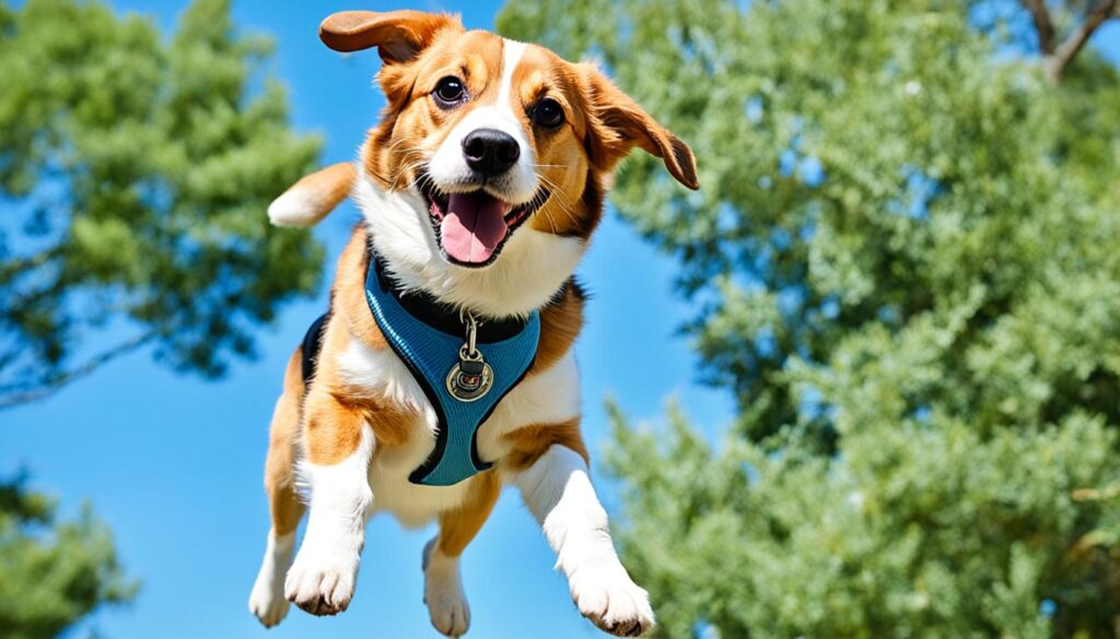 beagle and corgi mix beagle and corgi mix