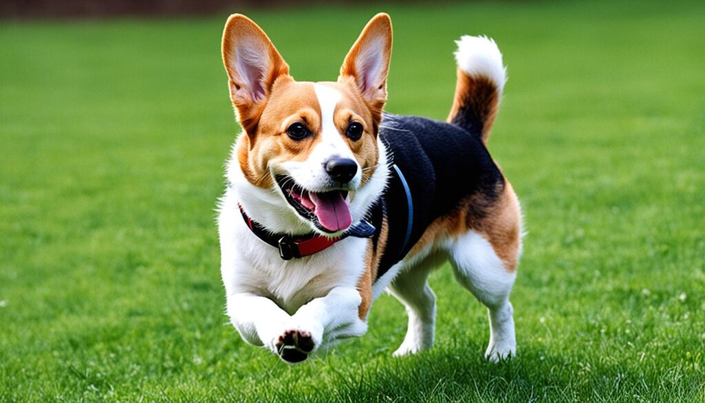 beagle corgi mix health issues beagle corgi mix health issues