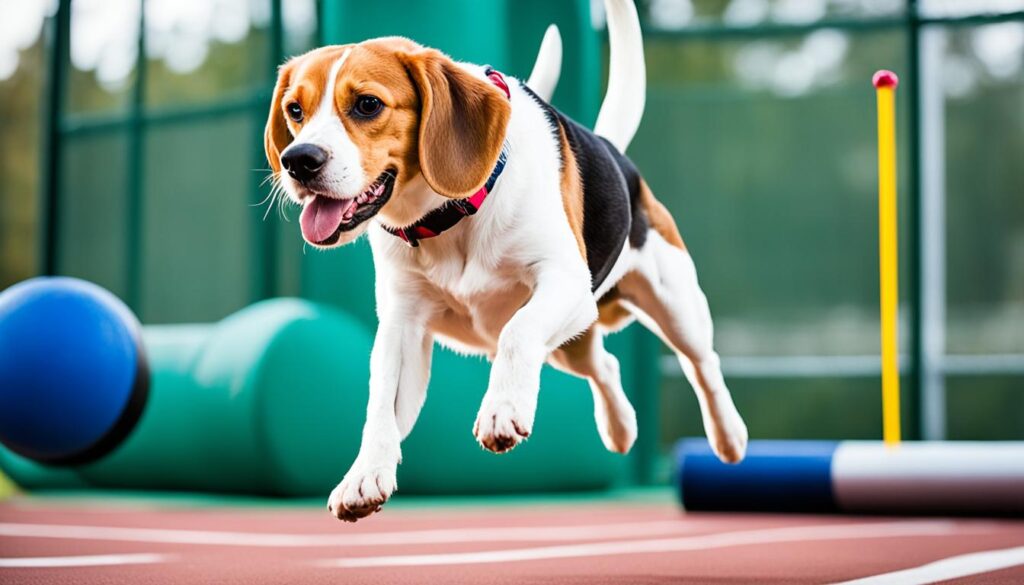 indoor and outdoor exercises for Beagles