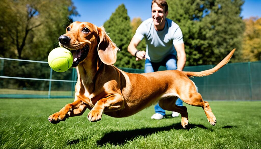 cream dachshund behavior