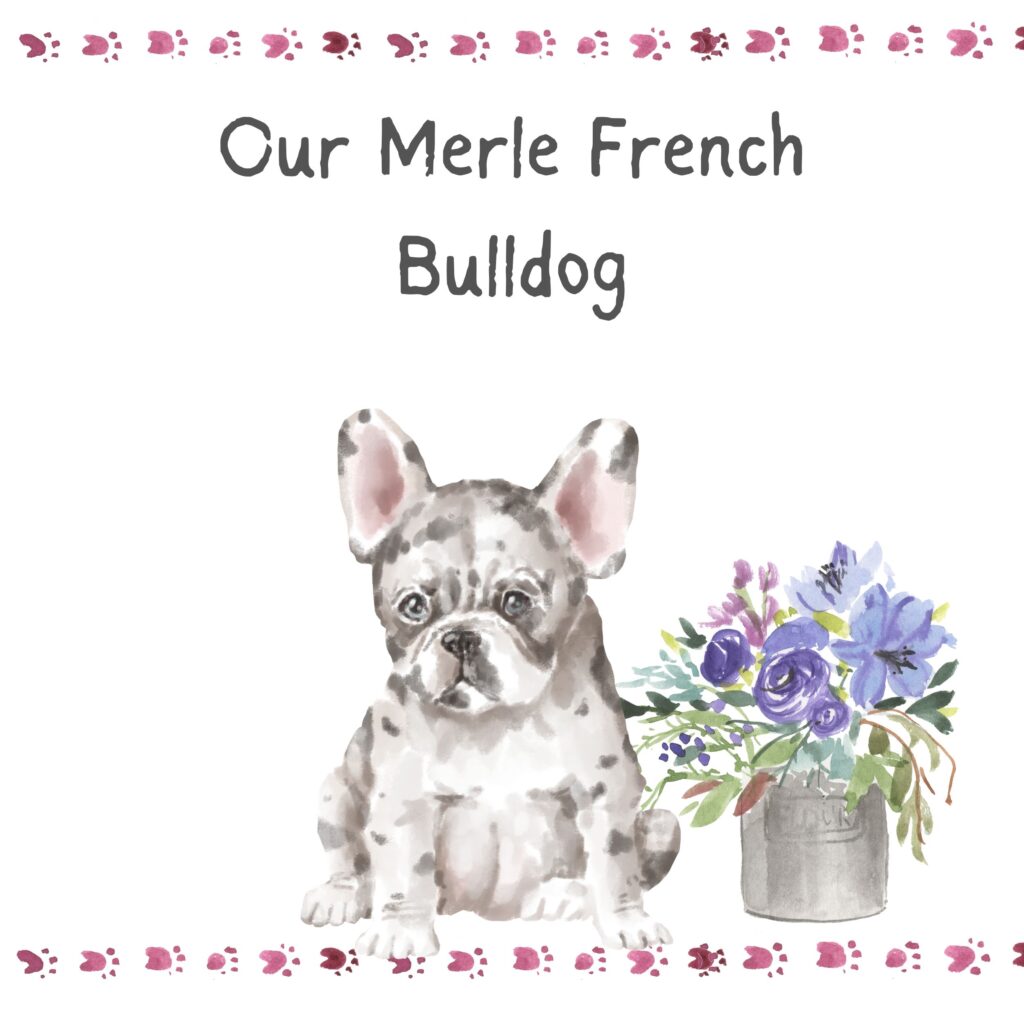 Watercolor Merle French Bulldog